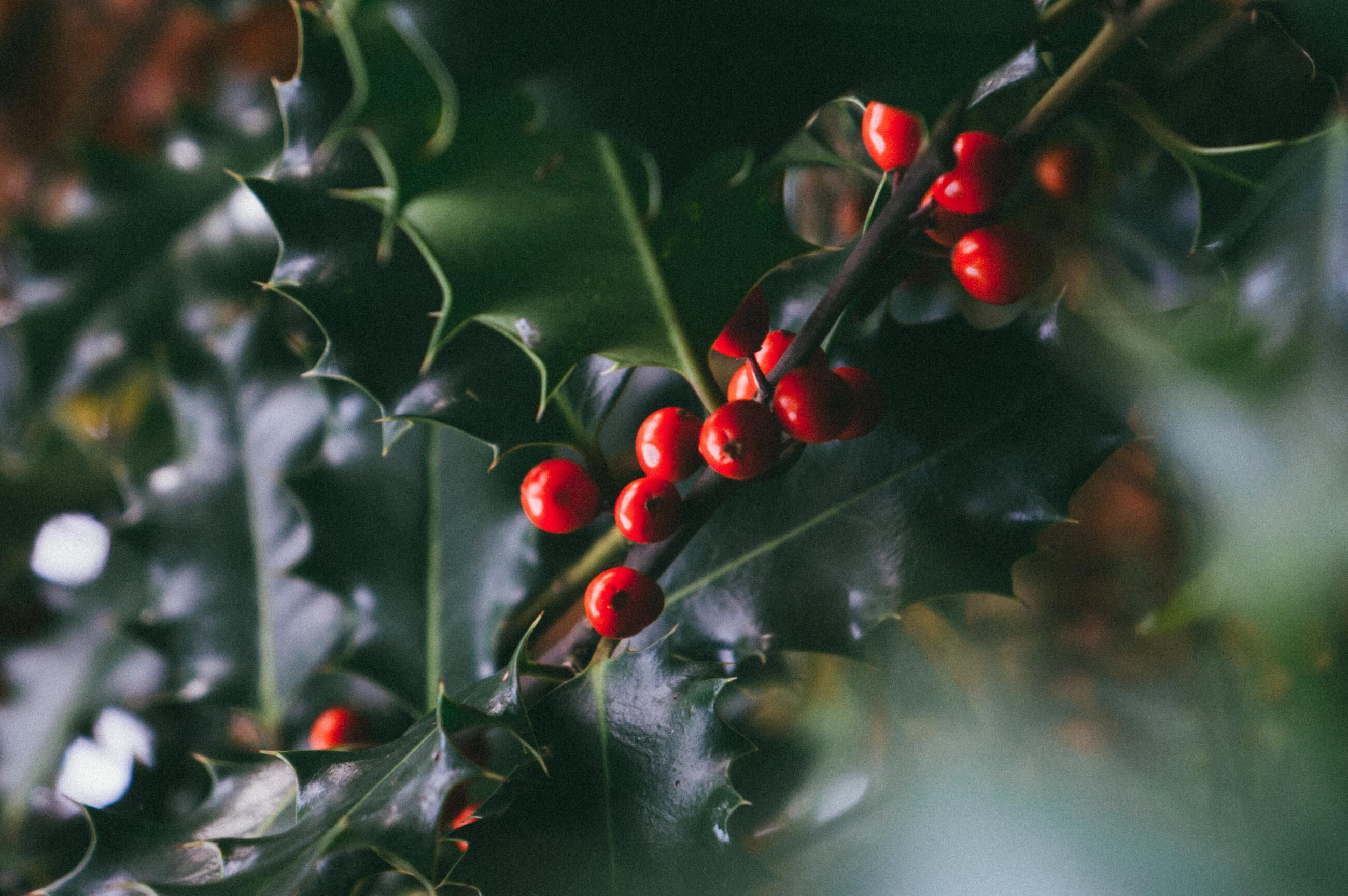 4 barvy Vánoc aneb tradice jako základ pro firemní dárek