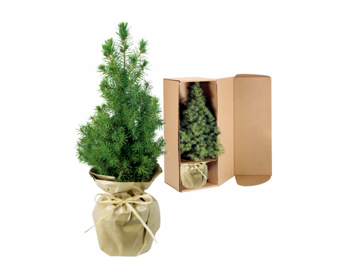 Vánoční stromeček k zasazení